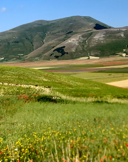 Italy trees Castelluccio di Norcia